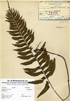 藏品(剪葉鐵角蕨)的圖片